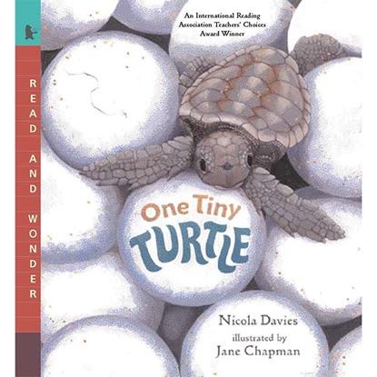 Picture of Candlewick Press 9780763623111  One Tiny Turtle