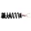 Suspension Strut and Coil Spring