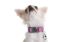DOOG USA COLLAR PINK/BLK STAR-LG - COLPBSL