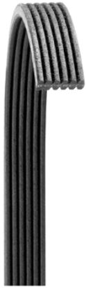 DAYCO POLY RIB  GOLD LABEL  BLT - 6080719